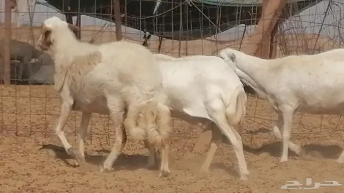 غنم رفيدية ميدية جنب جروم جبرة 3 ضان رفد 21