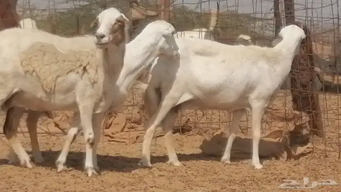 غنم رفيدية ميدية جنب جروم جبرة 3 ضان رفد 10