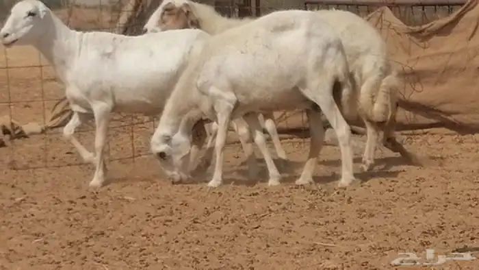 غنم رفيدية ميدية جنب جروم جبرة 3 ضان رفد 2