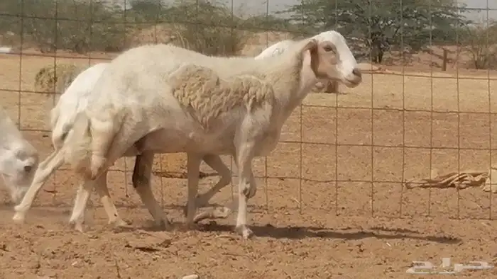 غنم رفيدية ميدية جنب جروم جبرة 3 ضان رفد 18