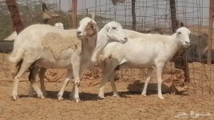 غنم رفيدية ميدية جنب جروم جبرة 3 ضان رفد 8