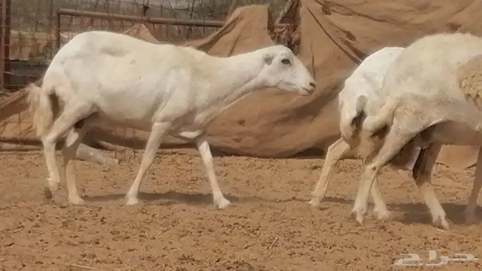 غنم رفيدية ميدية جنب جروم جبرة 3 ضان رفد 9