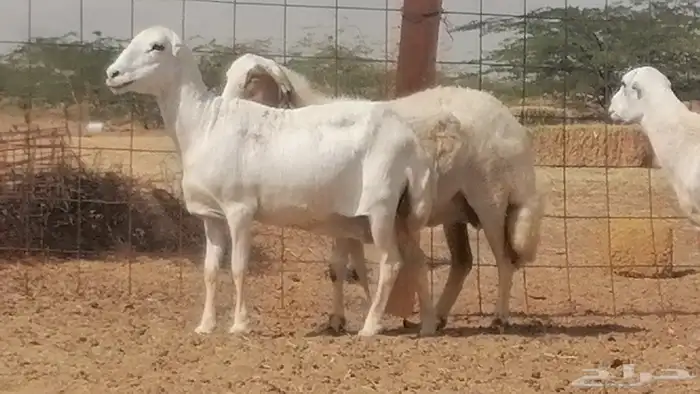 غنم رفيدية ميدية جنب جروم جبرة 3 ضان رفد 24