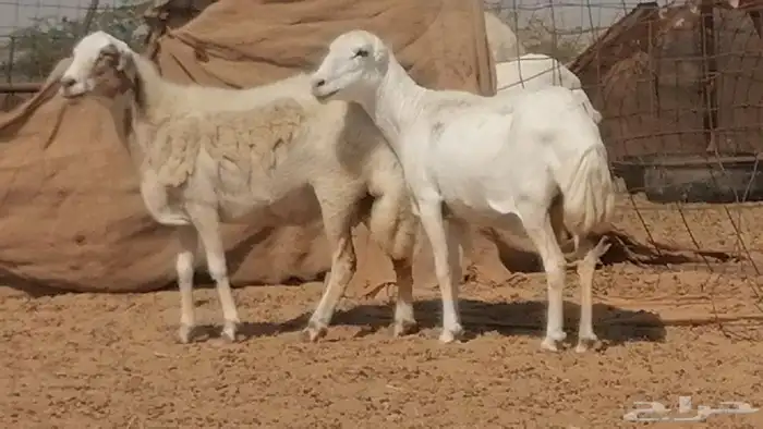 غنم رفيدية ميدية جنب جروم جبرة 3 ضان رفد 1