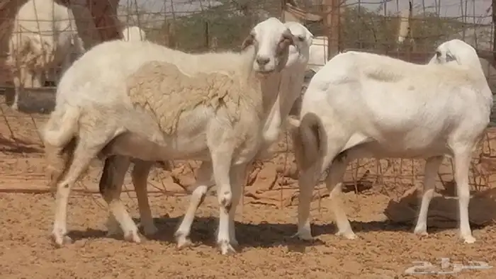 غنم رفيدية ميدية جنب جروم جبرة 3 ضان رفد 12