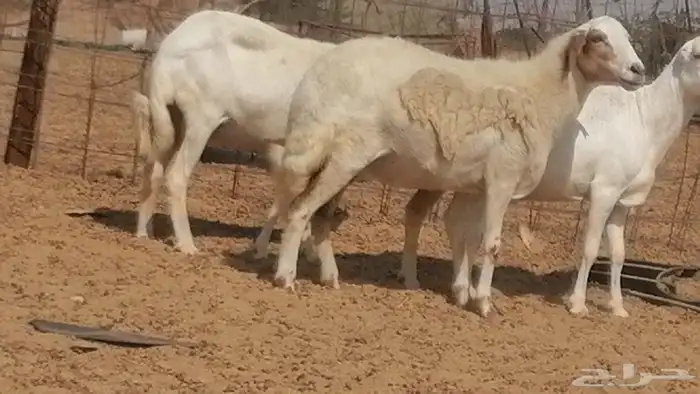 غنم رفيدية ميدية جنب جروم جبرة 3 ضان رفد 17