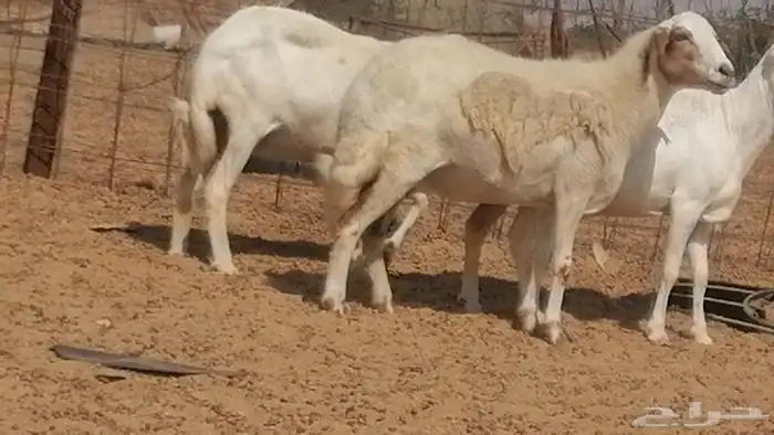 غنم رفيدية ميدية جنب جروم جبرة 3 ضان رفد 22
