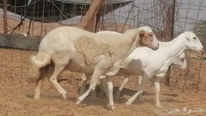 غنم رفيدية ميدية جنب جروم جبرة 3 ضان رفد 16