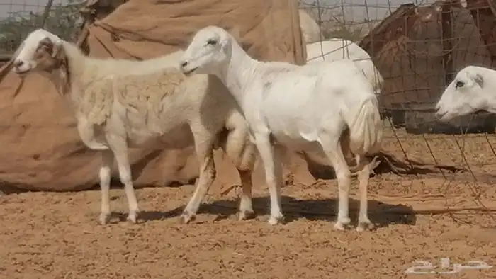 غنم رفيدية ميدية جنب جروم جبرة 3 ضان رفد 0