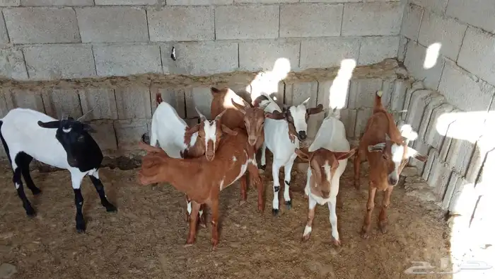 ماعز جنوبي بلدي 2