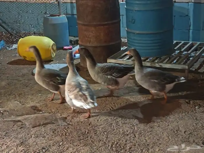 ثلاث اناثي وذكر وز بلدي 0