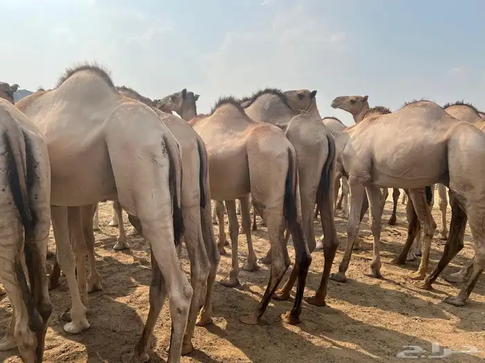 حاشي ساكني مرابي فوق ال5شهور اوزان 140الي 200 3