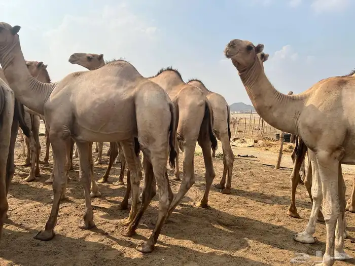 حاشي ساكني مرابي فوق ال5شهور اوزان 140الي 200 1
