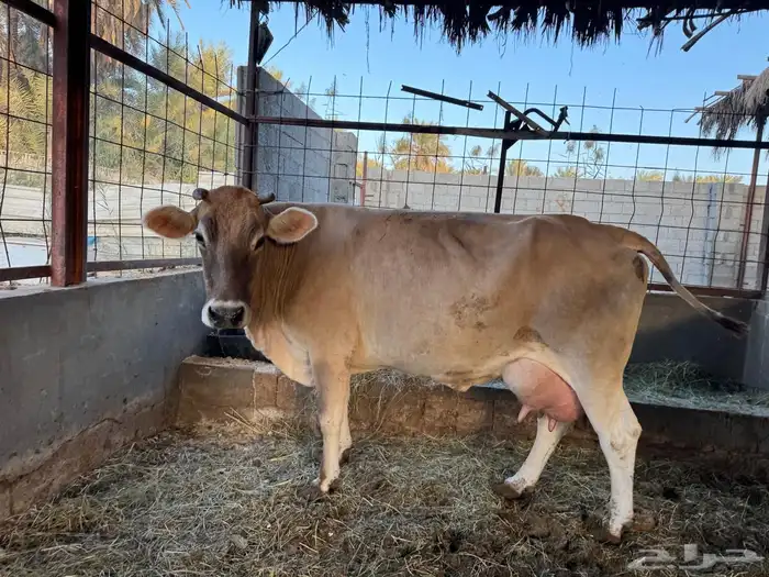 بقرة المانية 6