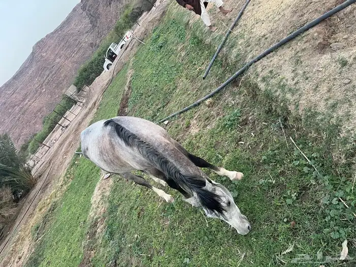 الاسم بهاج العمر أربع سنين وتسع شهور 1