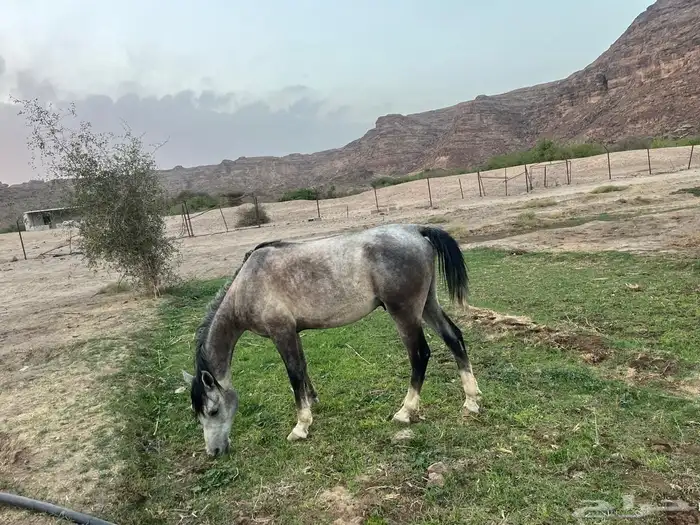 الاسم بهاج العمر أربع سنين وتسع شهور 4