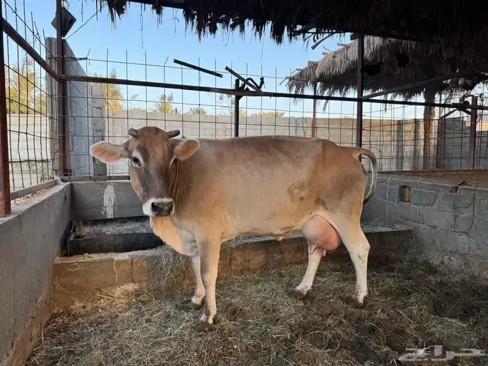 بقرة المانية 5