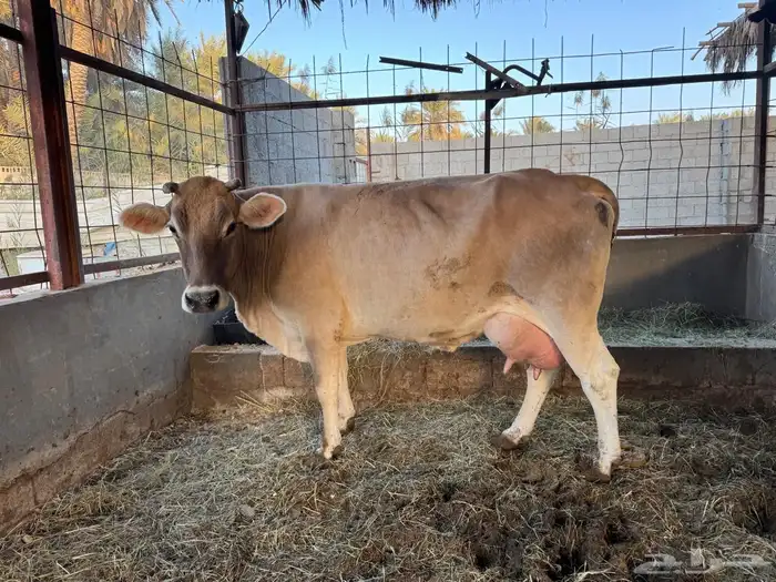 بقرة المانية 4