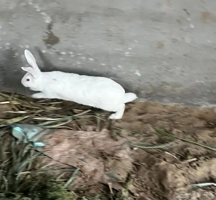 أرانب للبيع 0
