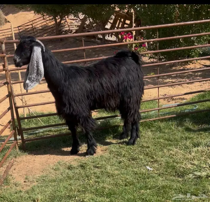 3 جفرات عوارض جذعات 0