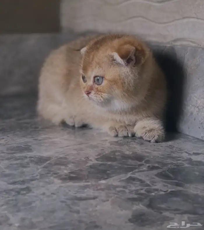 سكوتش فولد 2