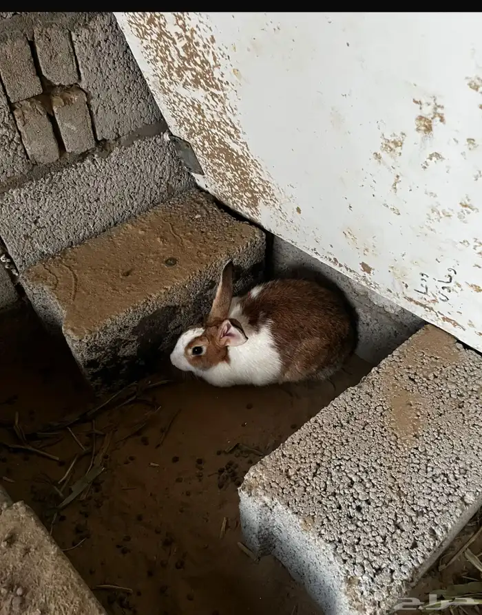 أرانب للبيع 2