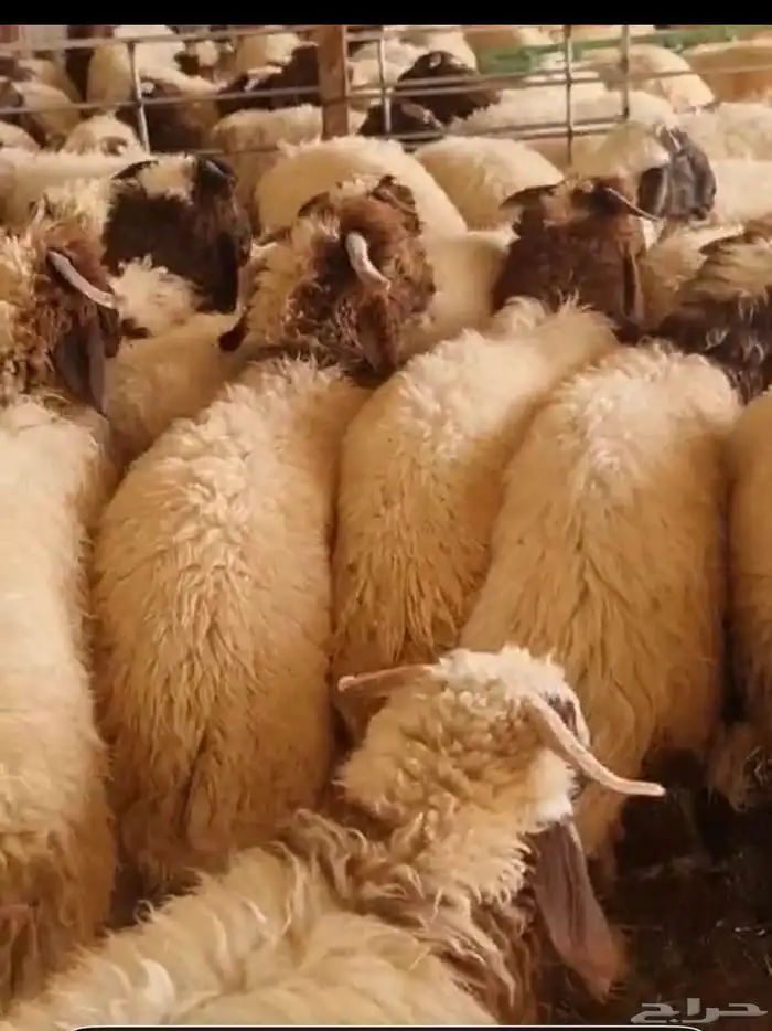 ذبائح نعيم 0