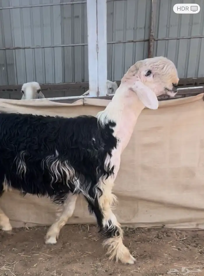 جذع نجدي نادر للبيع وشرط النسف 0