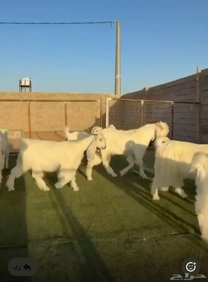 جفار مشاريك مصري نوادر 0