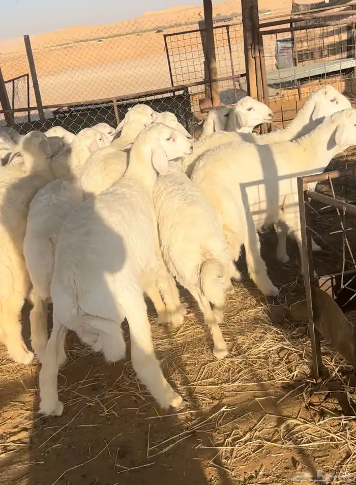 حريات جبرة للمناسبات 0