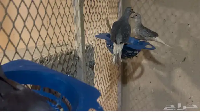 يمام ماسي جملة 1