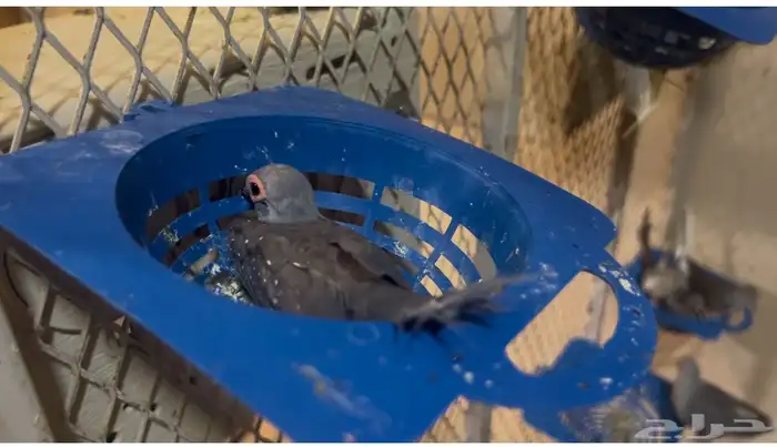 يمام ماسي جملة 0