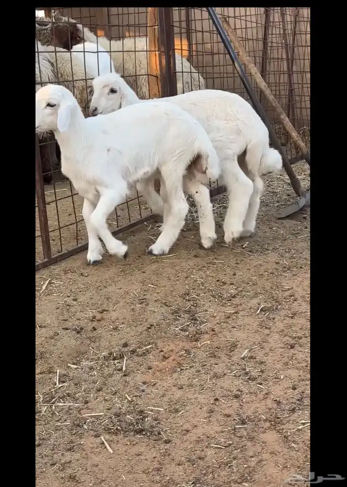 هرافى اعمارها فوق شهرين 1