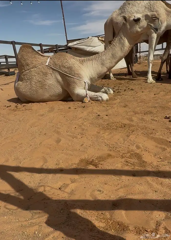 ضريبه شقحا 4