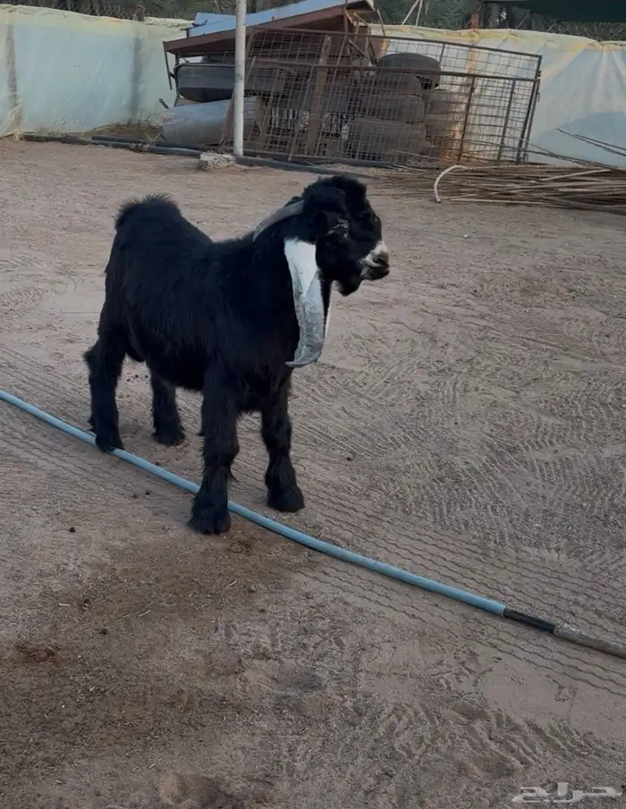 للبيع تيس عارضي 2