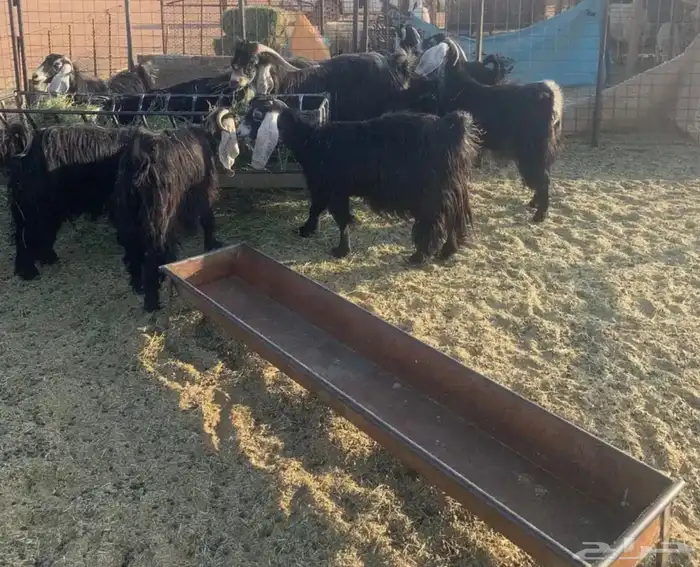 البيع معزا 0