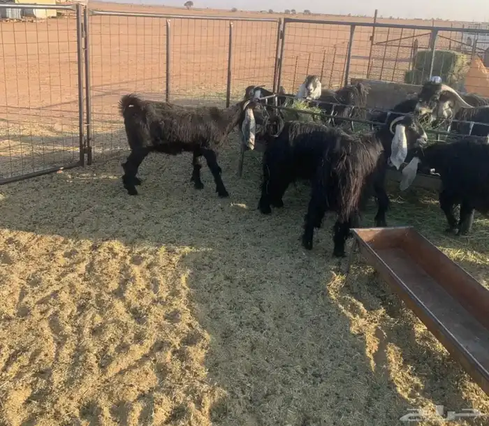 البيع معزا 4