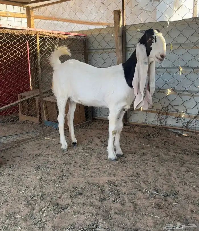 جفره مطوره 1