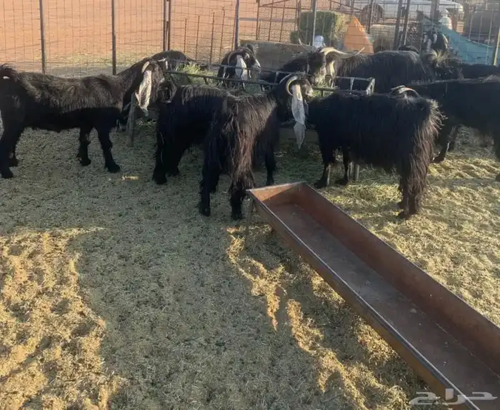 البيع معزا 1