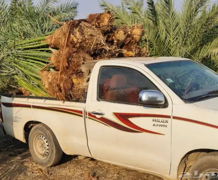 يتوفرلديناجميع انواع النخيل المثمرونخيل الزينه ولوشنطن ولمجذ 1