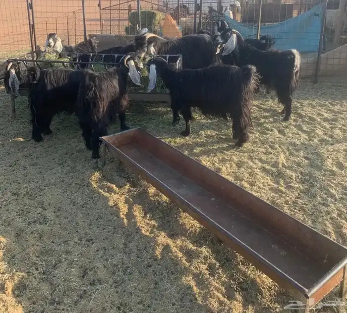 البيع معزا 3