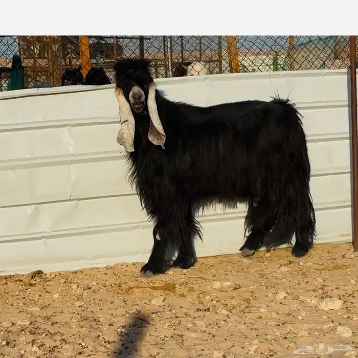 فحل عارضي خصم 0