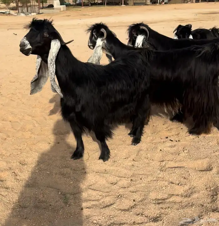 للبيع معزاء عوارض صنف الصنف 0