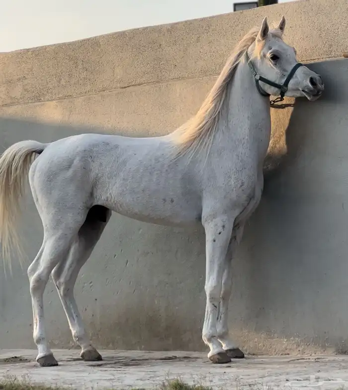 حصان واهو بسعر مناسب 0