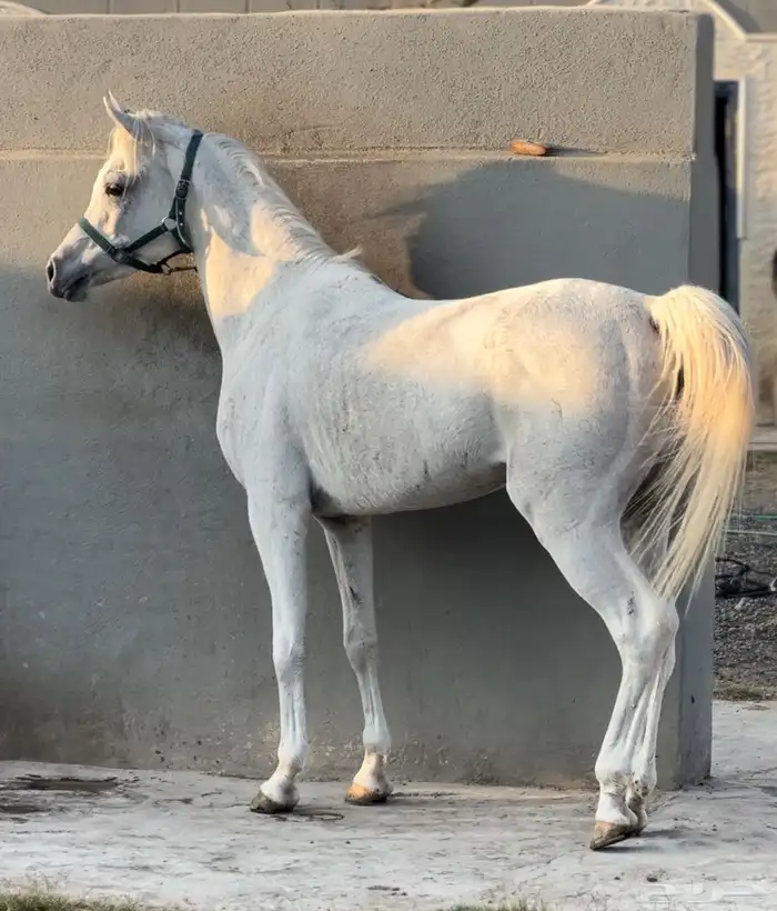 حصان واهو بسعر مناسب 2