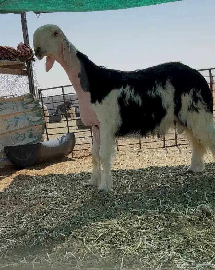 طلي مشروع فحل كفو معرف العمر 6شهور 0