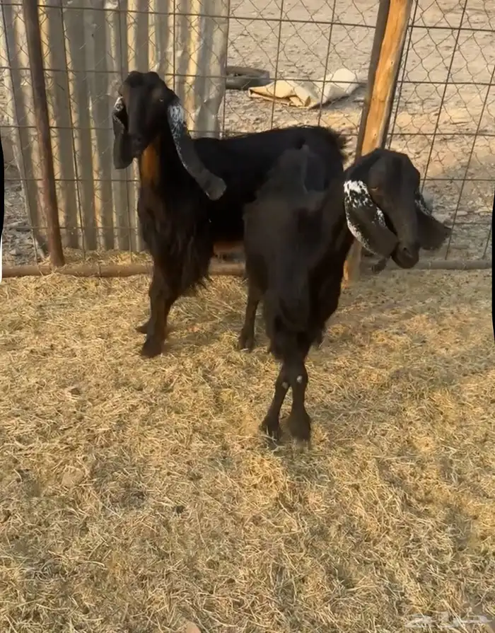 معزا حليب ونظاف شرط 2