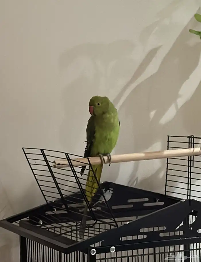 ببغاء الدرة 0