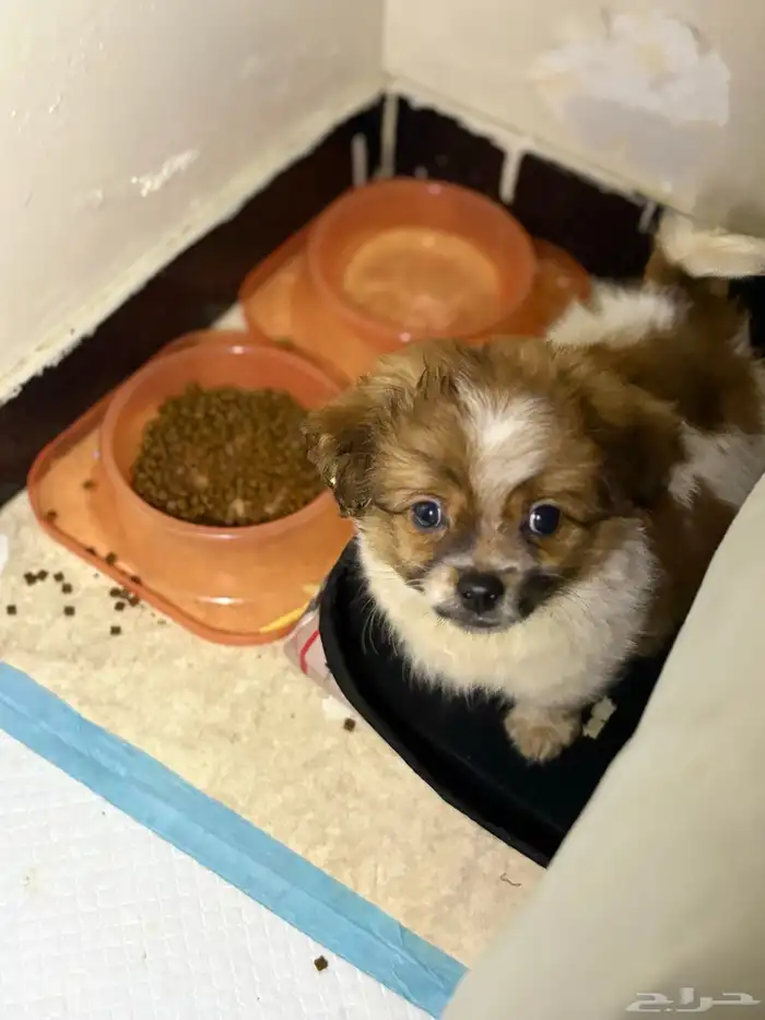 بومريان و شيتزو عمره شهرين يحب العب و معه اغراضه صحته ممتاز 1