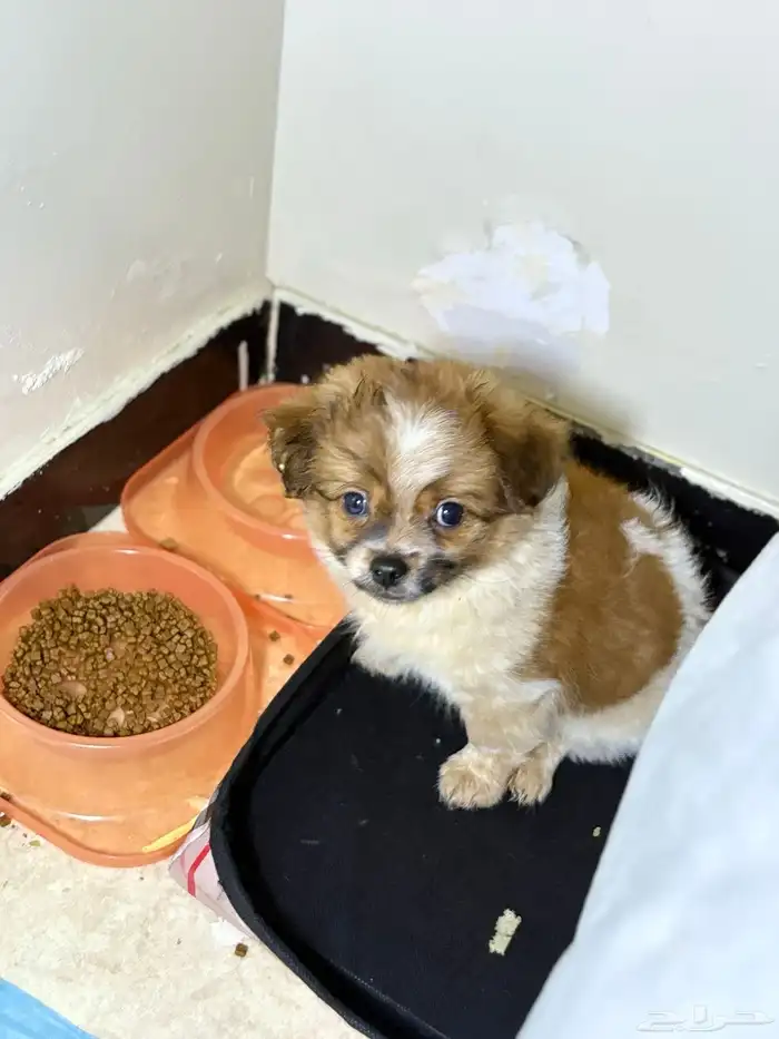 بومريان و شيتزو عمره شهرين يحب العب و معه اغراضه صحته ممتاز 2